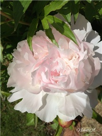 a395fe6d-20170504 Ri božur rozi.jpg